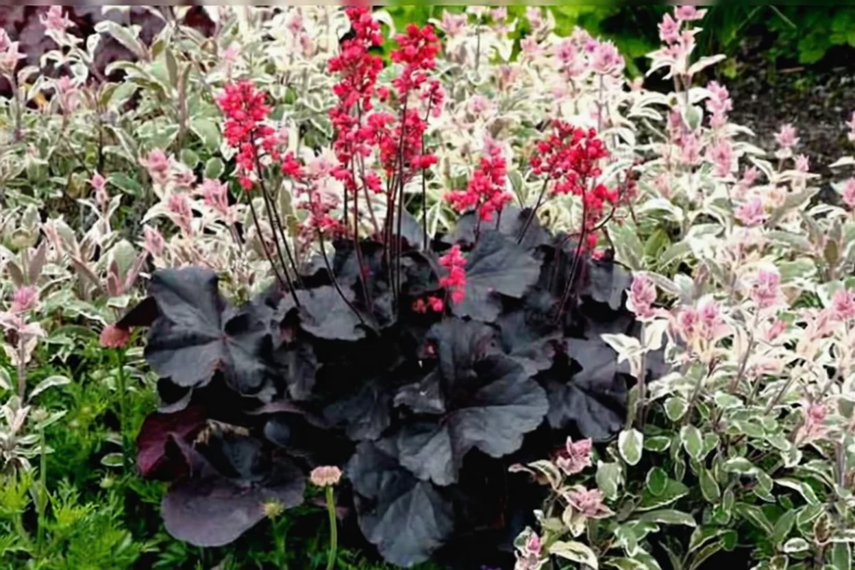 Гейхера Блек Форест Кейк / Heuchera Black Forest Cake