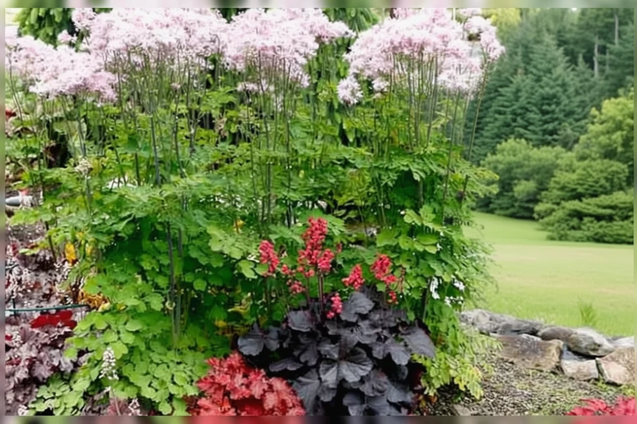 Гейхера Блек Форест Кейк