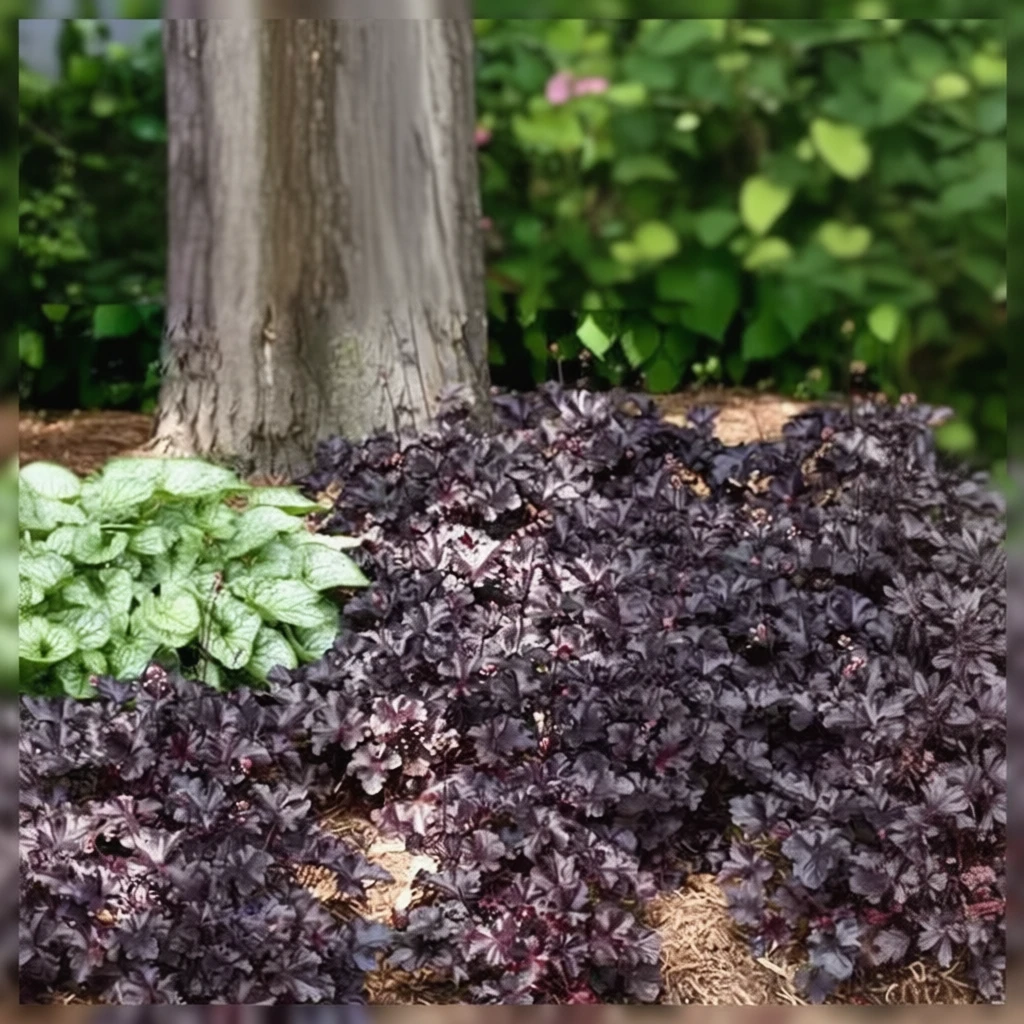 Гейхера Блек Перл