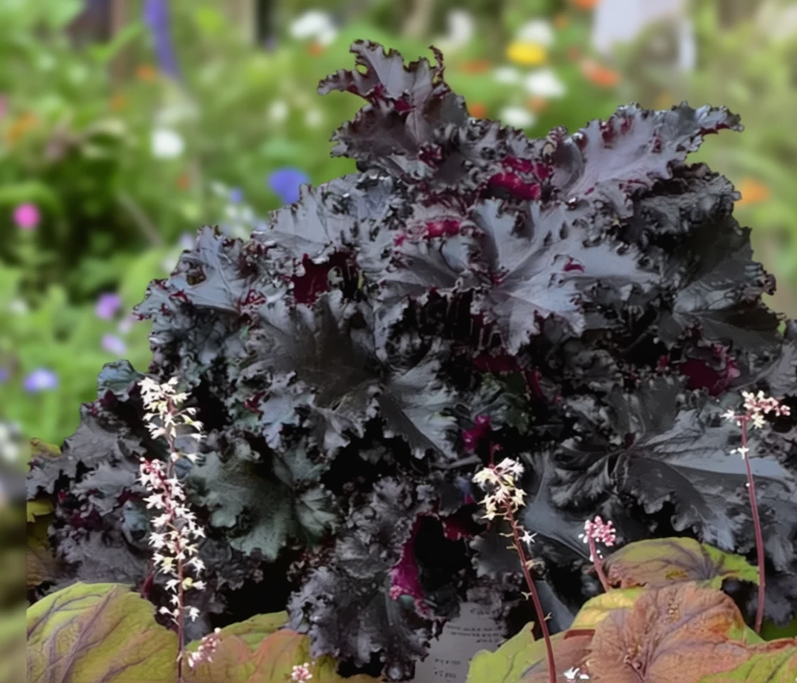 Гейхера Блек Таффета / Heuchera Black Taffeta