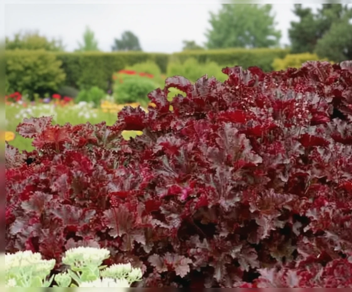 Гейхера Блек Таффета