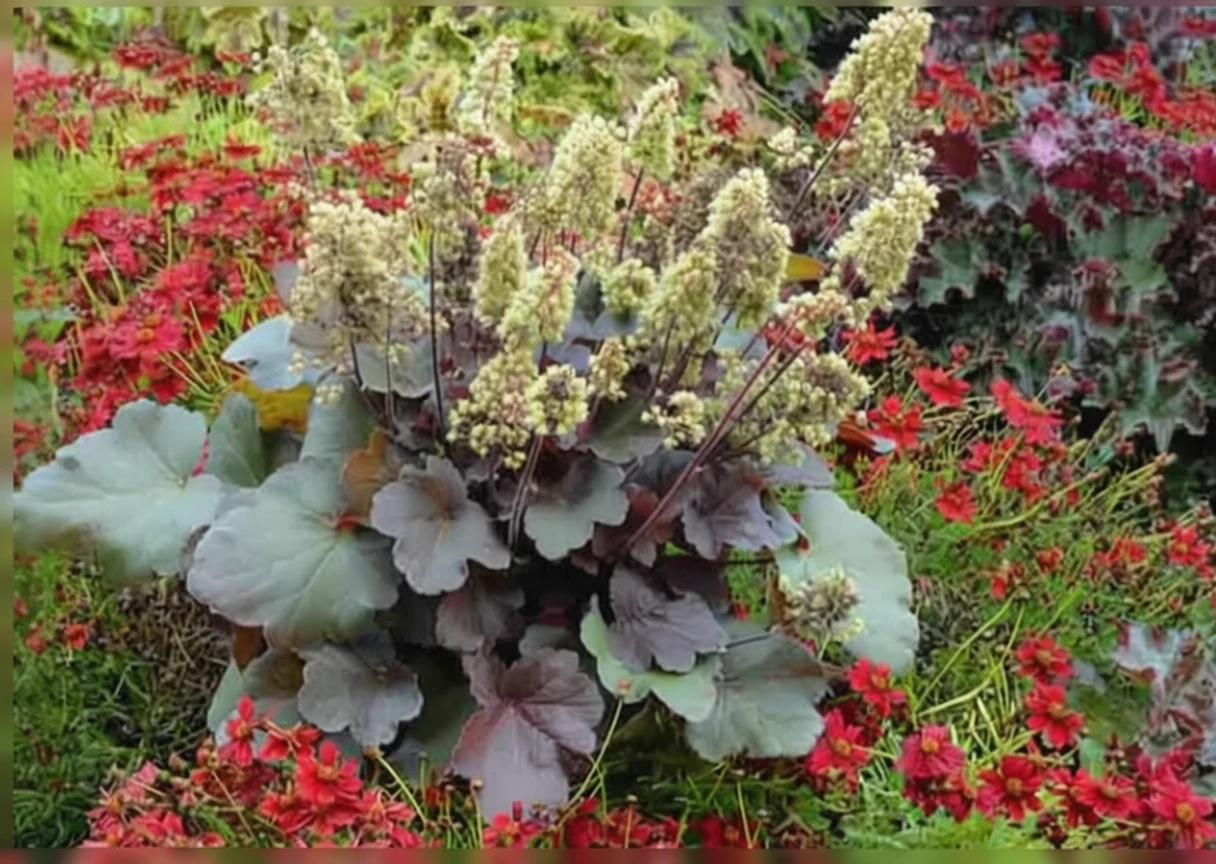 Гейхера Блонді