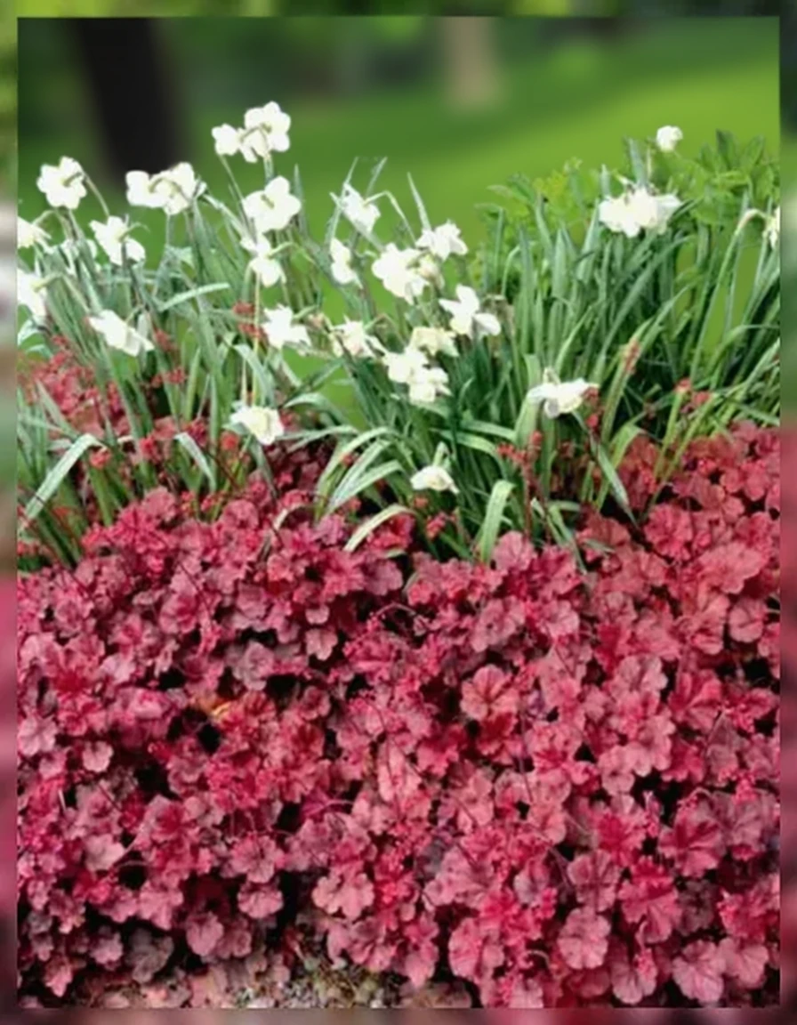 Гейхера Черрі Кола