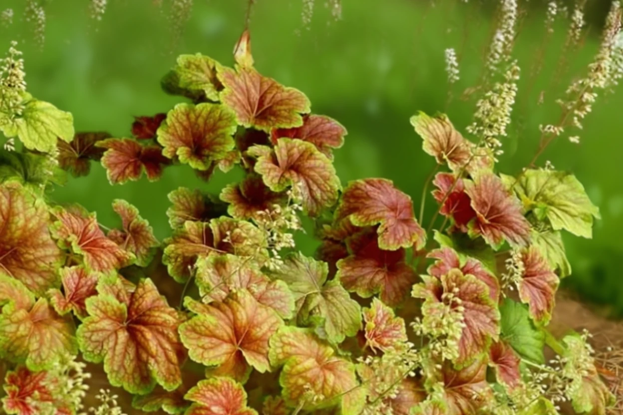 Гейхера Дельта Доун