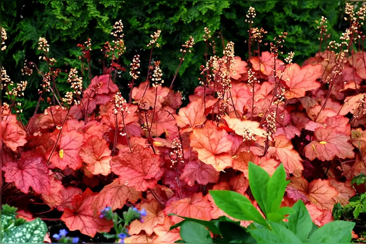 Гейхера Джорджія Піч