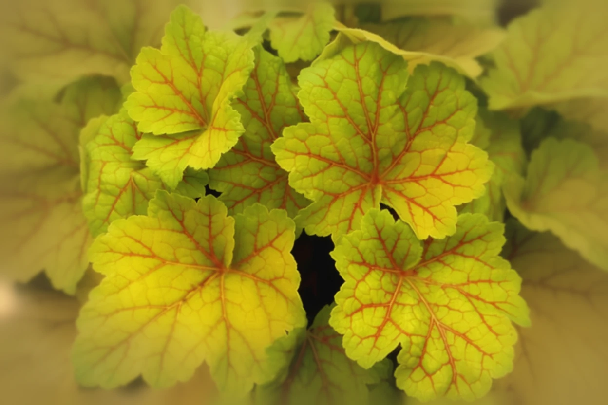 Гейхера Електра / Heuchera Electra