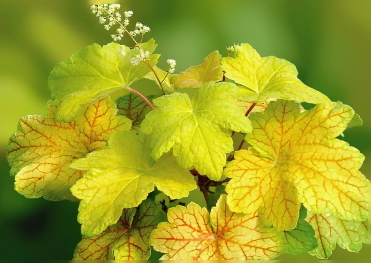 Гейхера Електрик Лайм