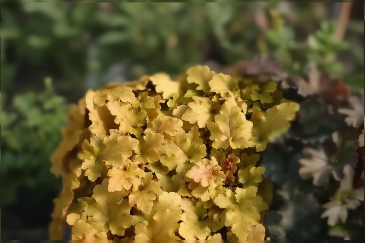 Гейхера Ембер Вейвз