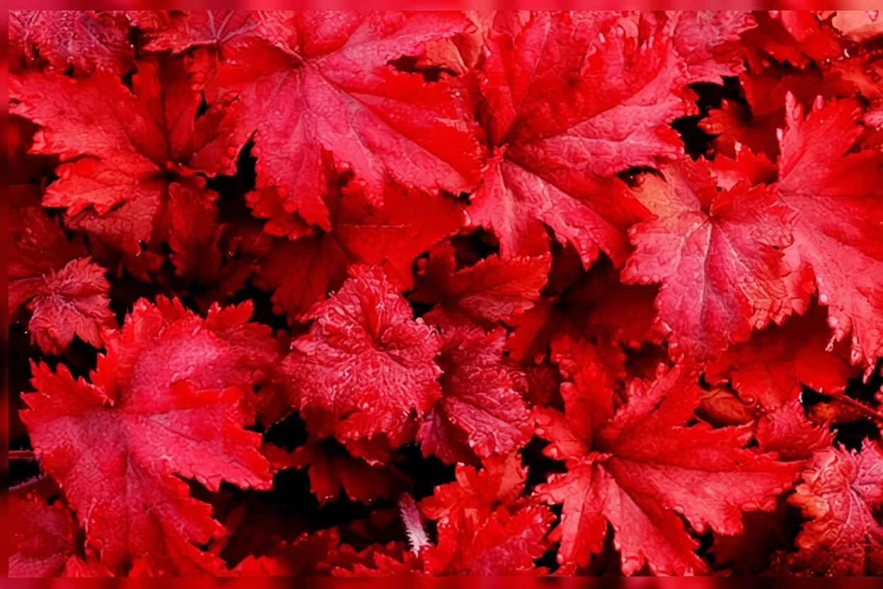 Гейхера  Фаєр Чіф / Heuchera Fire Chief