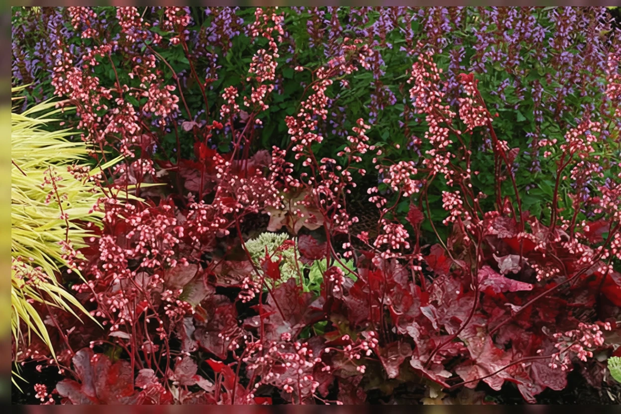 Гейхера  Фаєр Чіф