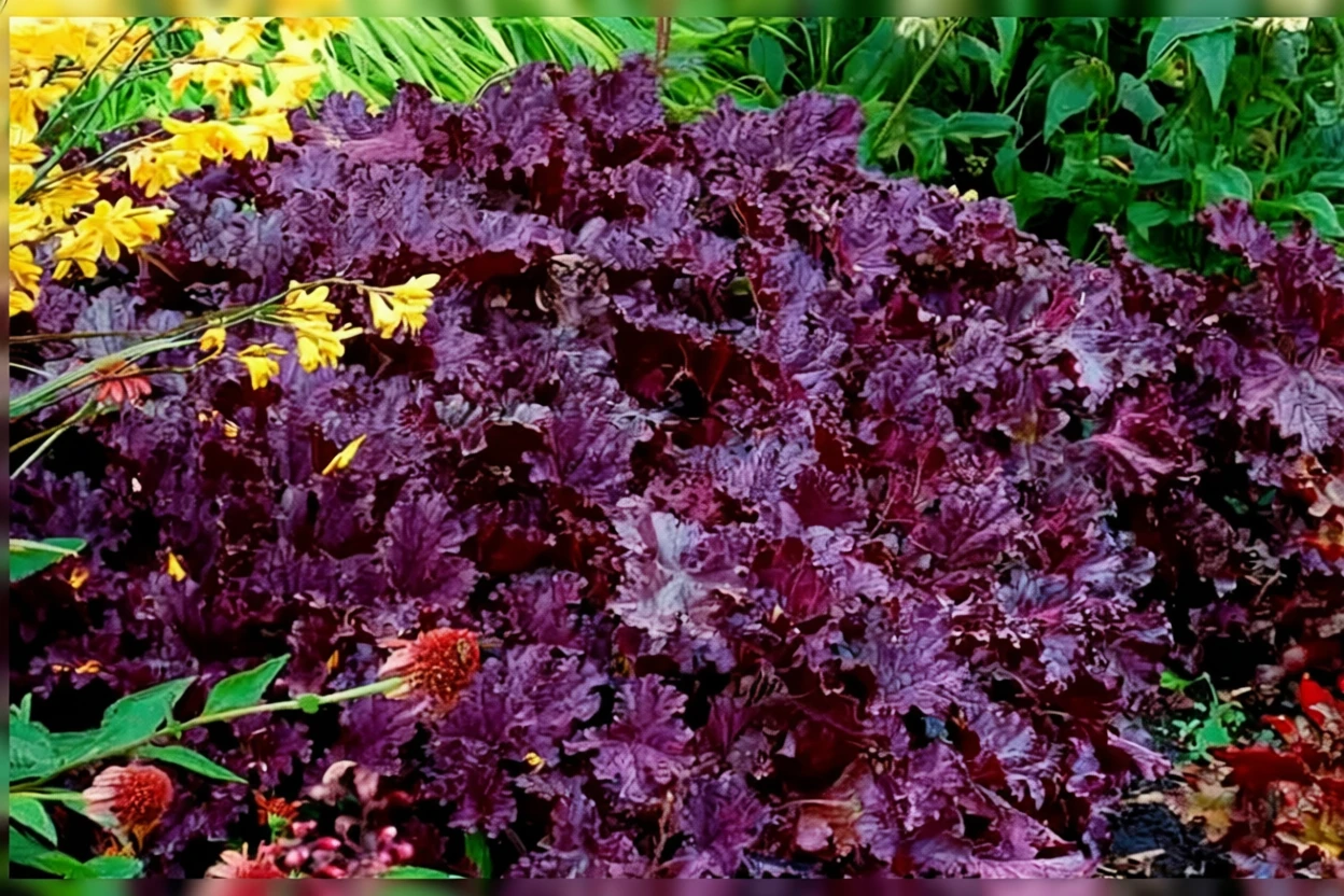 Гейхера Форевер Пьорпл