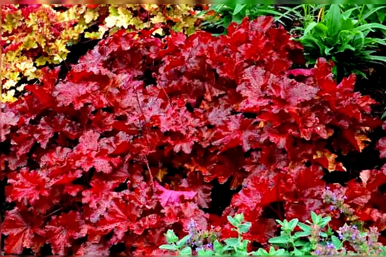 Гейхера Форевер Ред / Heuchera Forever Red