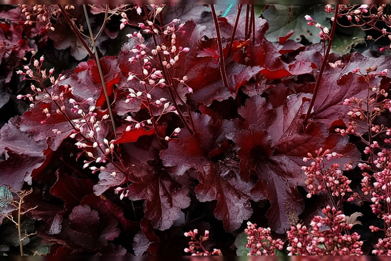 Гейхера Форевер Ред