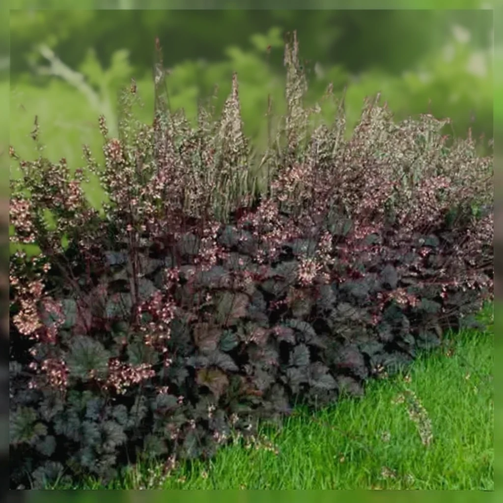 Гейхера Фростед Вайолет