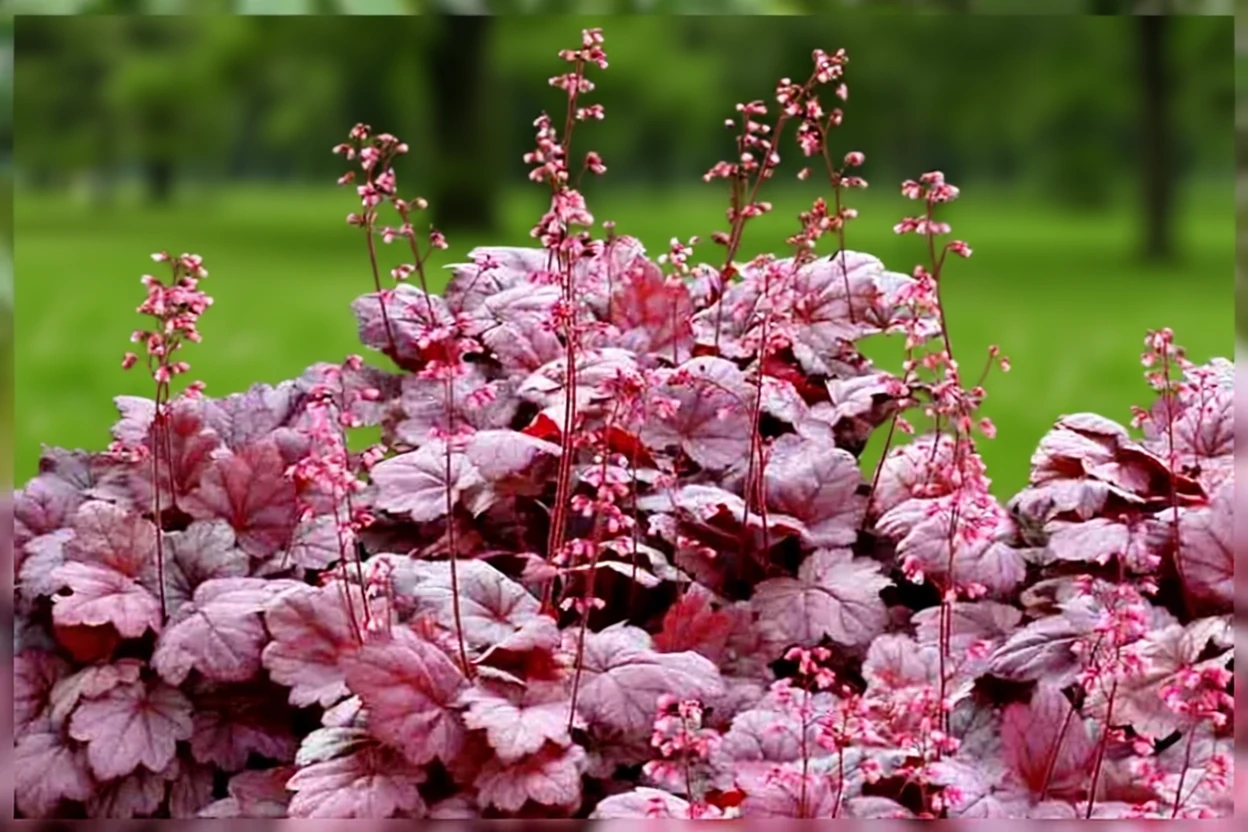 Гейхера Грейп Сода