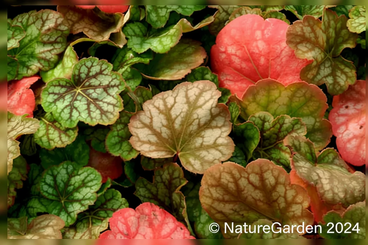 Гейхера Грін Спайс