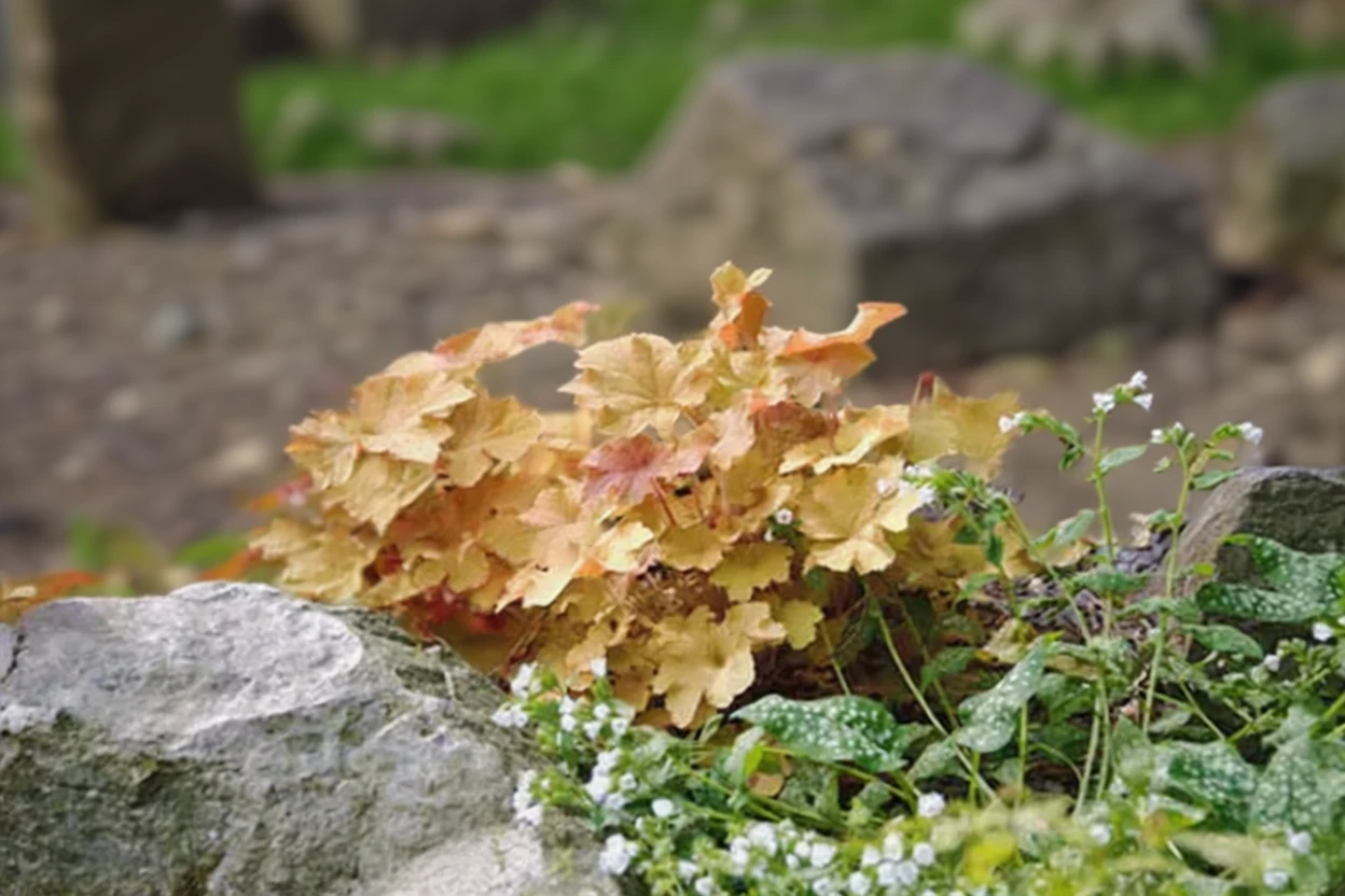 Гейхера Карамель / Heuchera Caramel