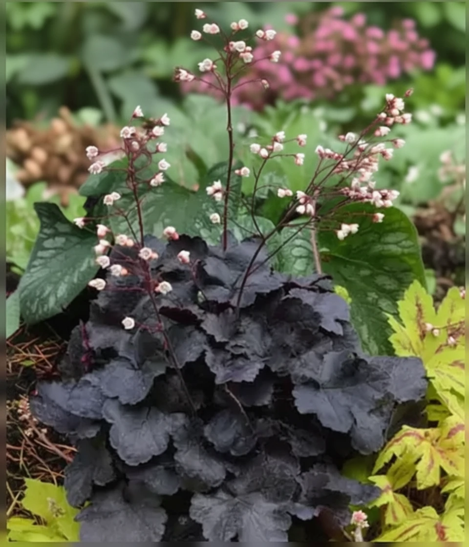 Гейхера Коко / Heuchera Coco