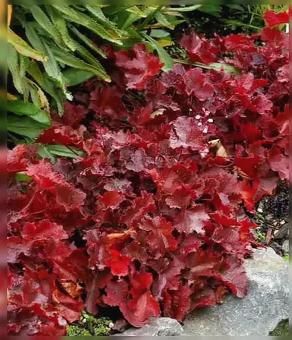 Гейхера Коко