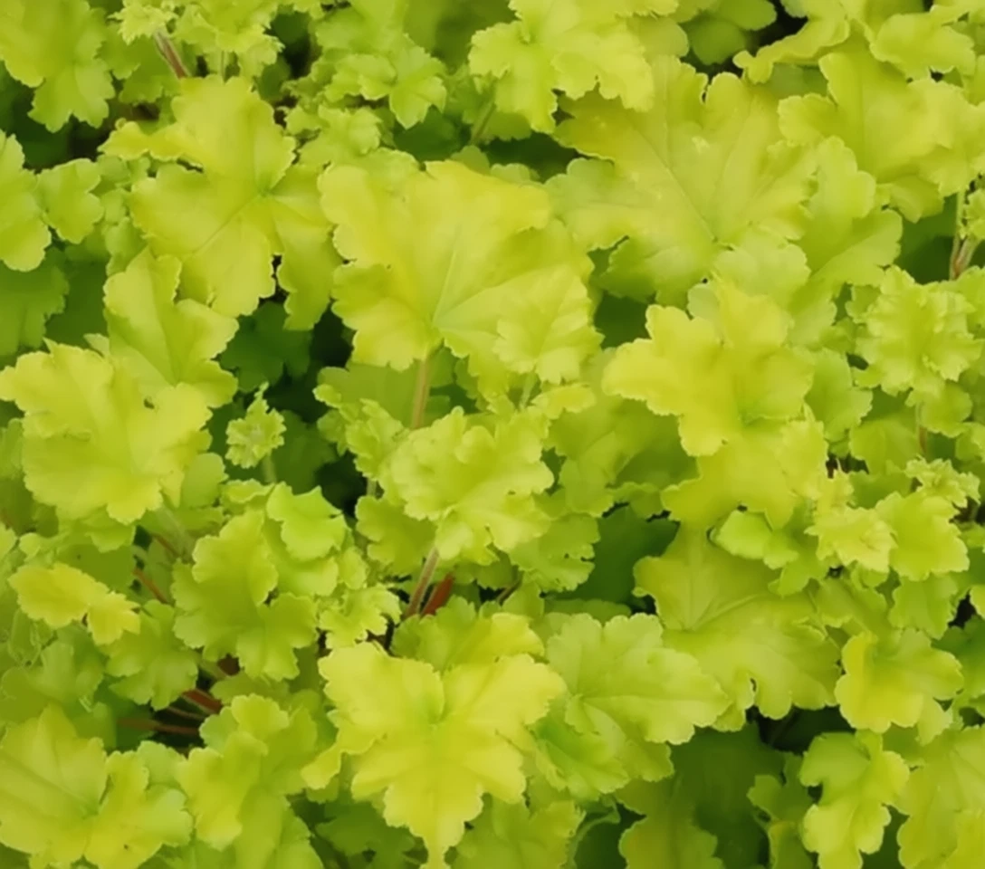 Гейхера Лайм Мармелейд / Heuchera Lime Marmalade