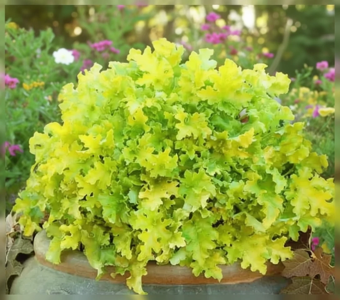 Гейхера Лайм Мармелейд