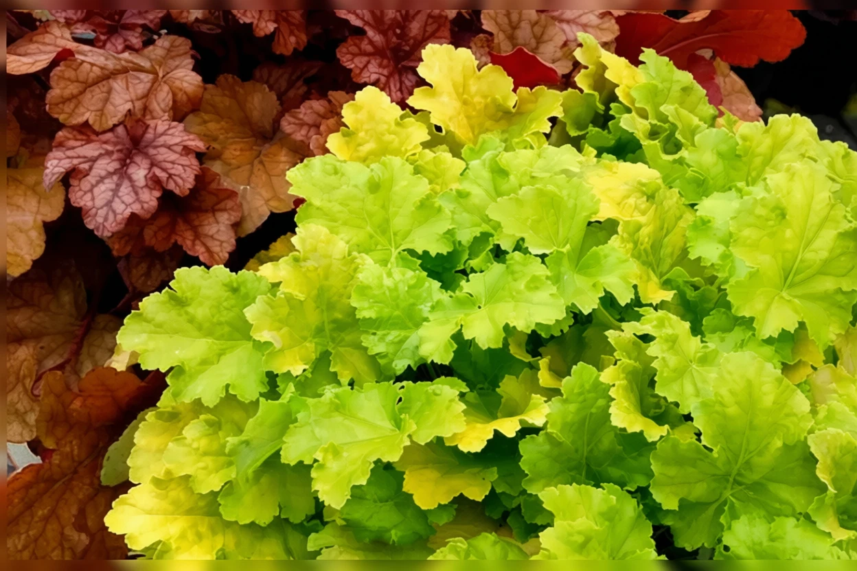 Гейхера Лайм Рікі / Heuchera Lime Rickey