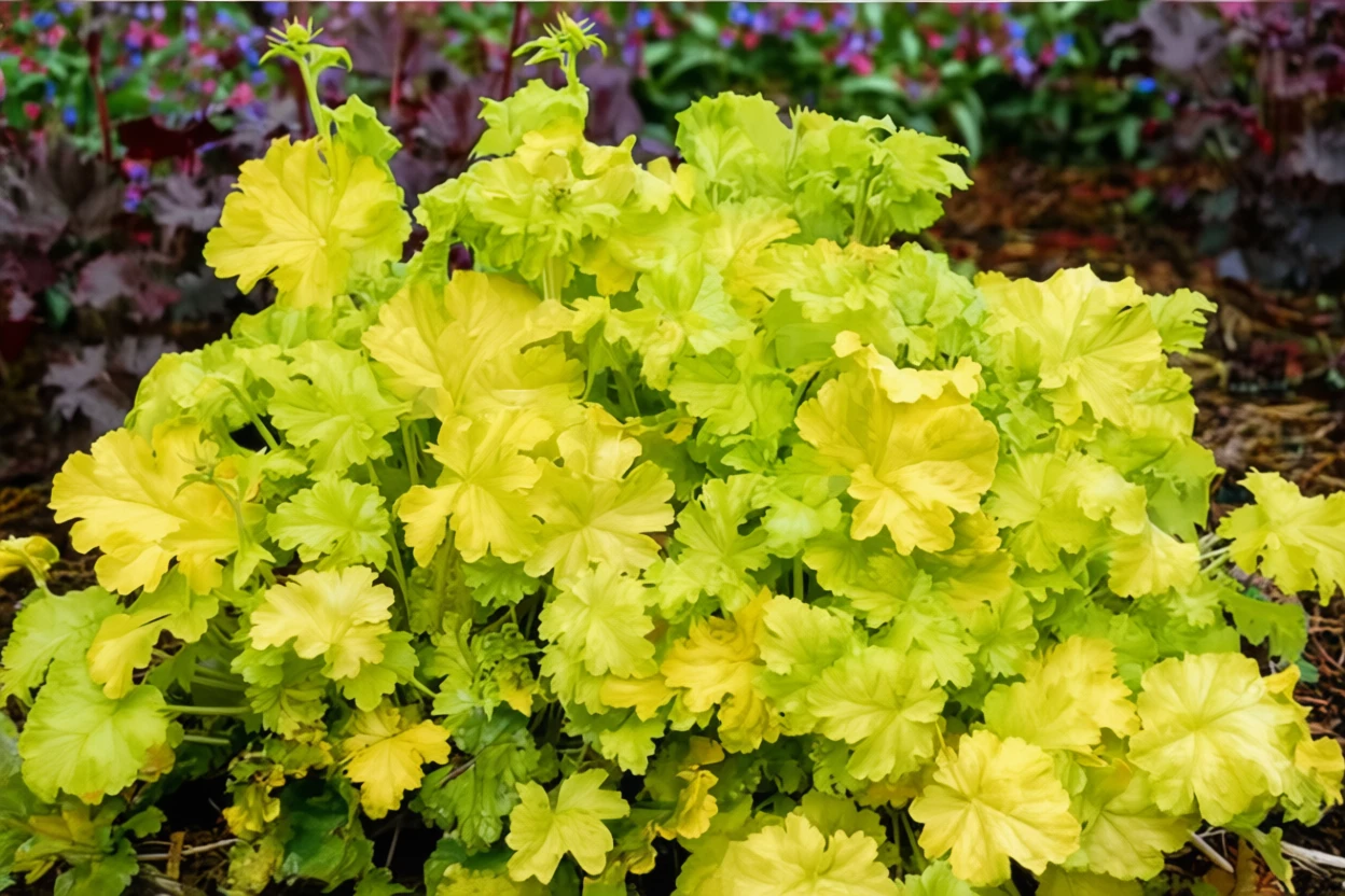 Гейхера Лайм Рікі