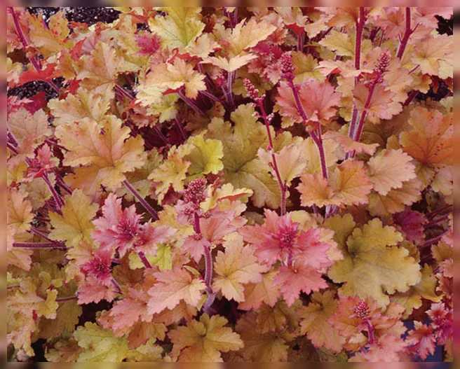 Гейхера Мармалейд / Heuchera Marmalade