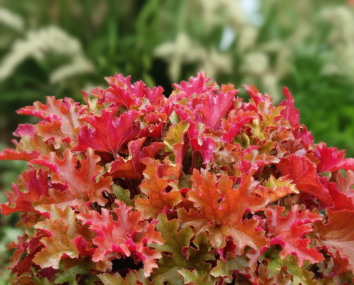 Гейхера Мармалейд