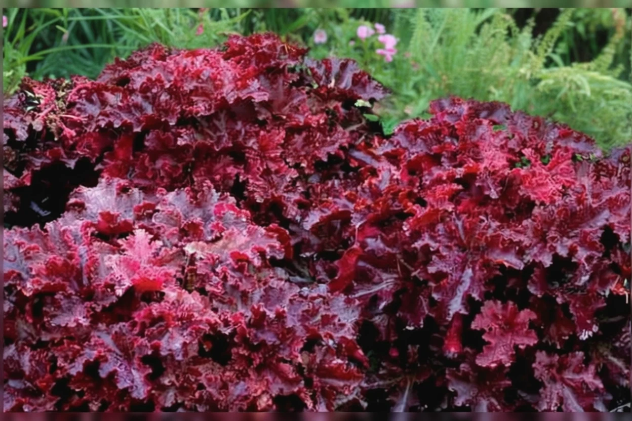 Гейхера Міднайт Раффлс / Heuchera Midnight Ruffles