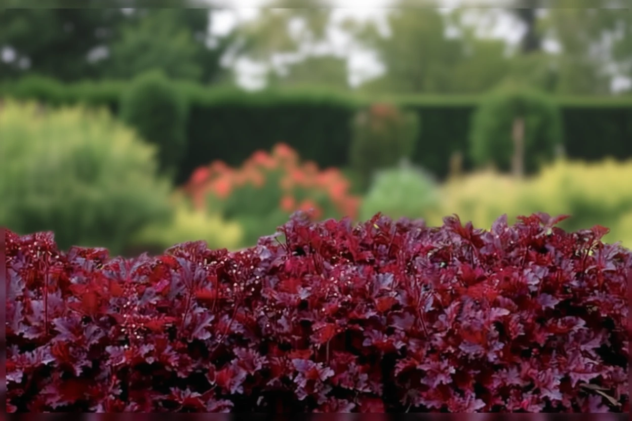 Гейхера Міднайт Раффлс