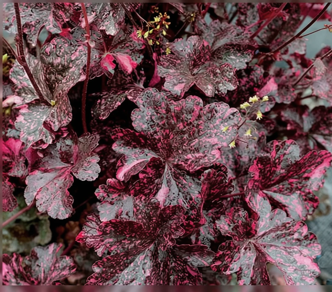 Гейхера Міднайт Роуз / Heuchera Midnight Rose