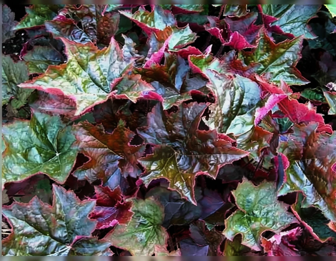 Гейхера мікранта Пелес Пьорпл / Heuchera micrantha Palace Purple