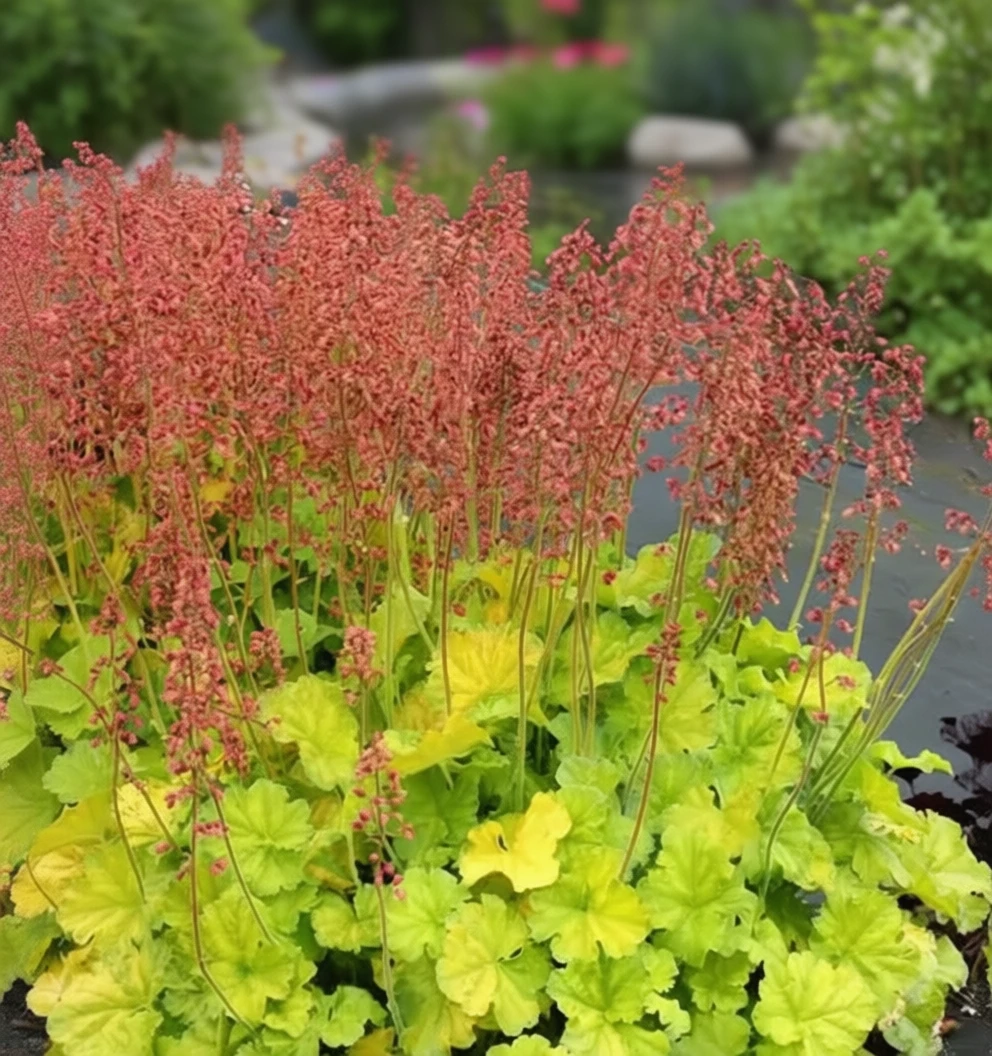 Гейхера НОРТЕРН ЕКСПОЖЕР Лайм / Heuchera NORTHERN EXPOSURE Lime