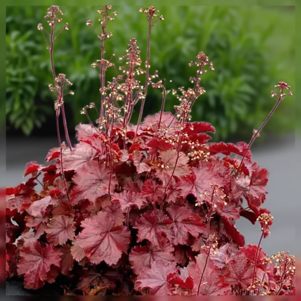 Гейхера НОРТЕРН ЕКСПОЖЕР Ред / Heuchera NORTHERN EXPOSURE Red