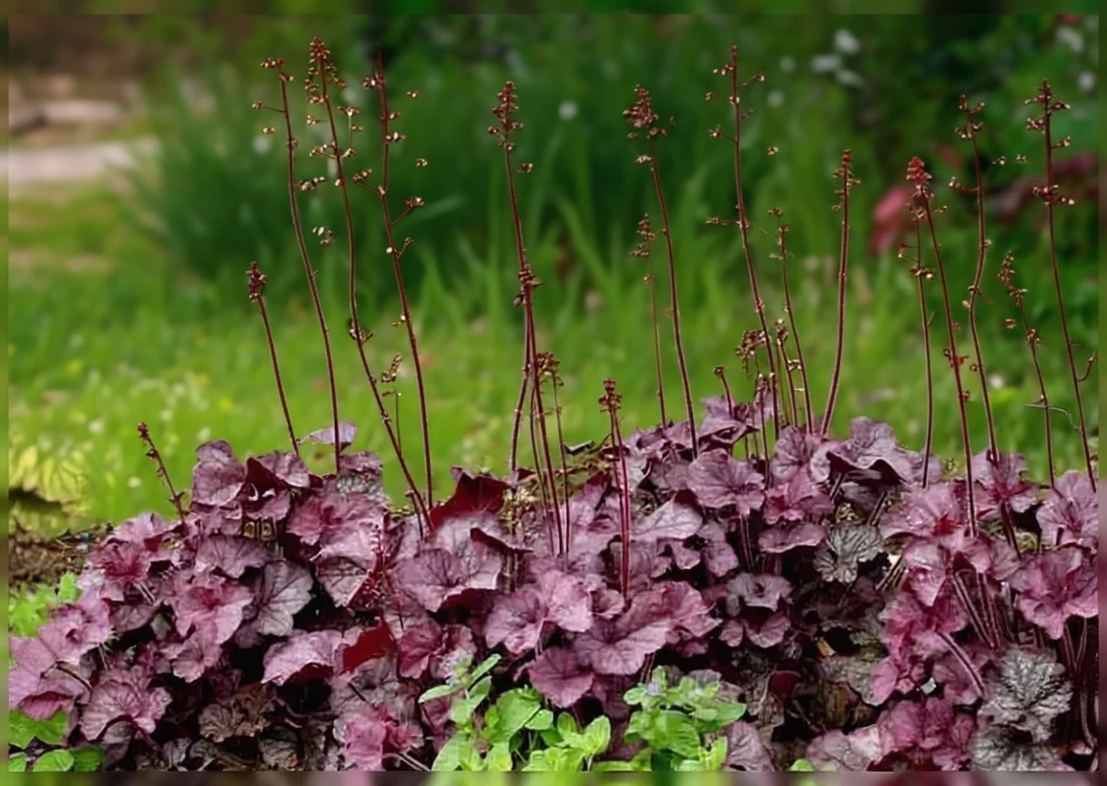Гейхера НОРТЕРН ЕКСПОЖЕР Сілвер