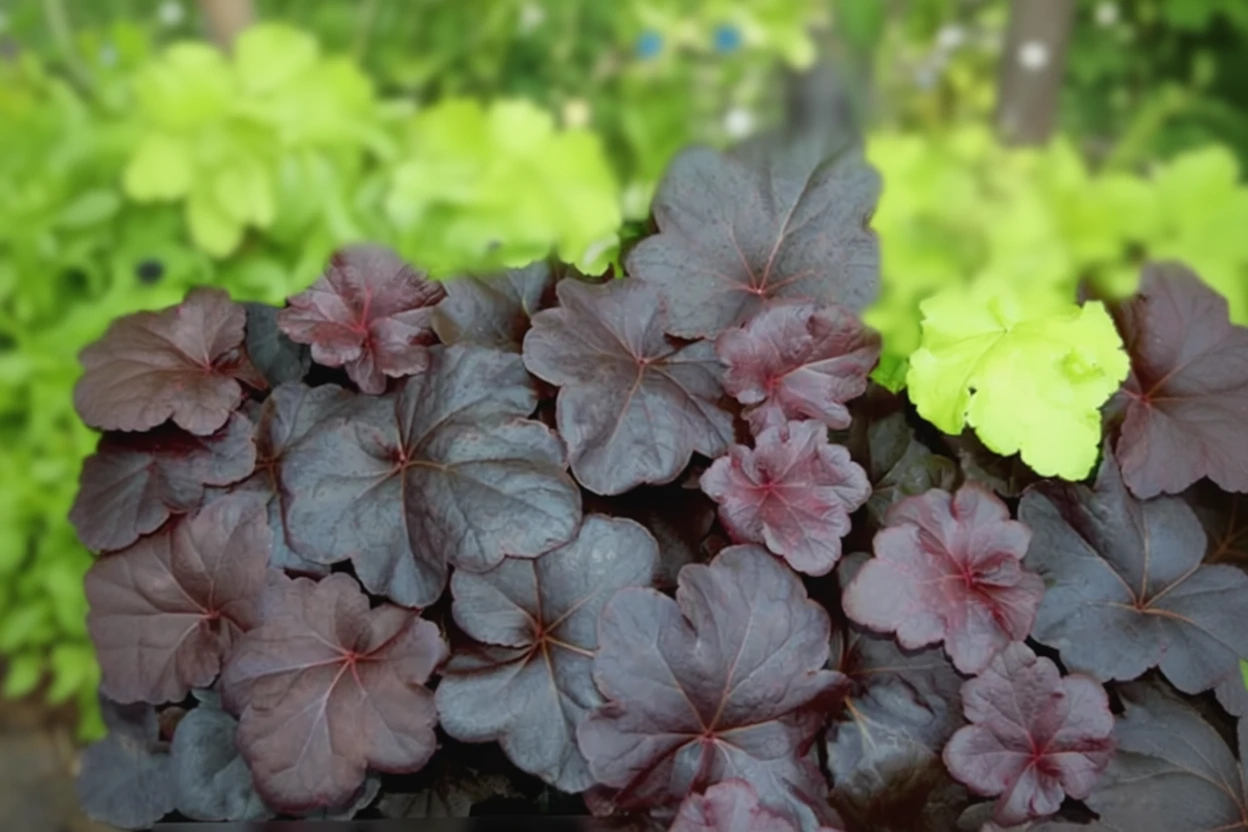 Гейхера Обсидіан / Heuchera Obsidian