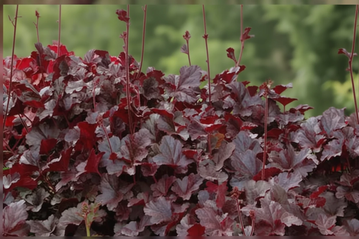 Гейхера Обсидіан