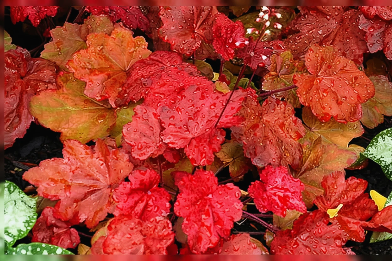 Гейхера Отумн Лівз / Heuchera Autumn Leaves