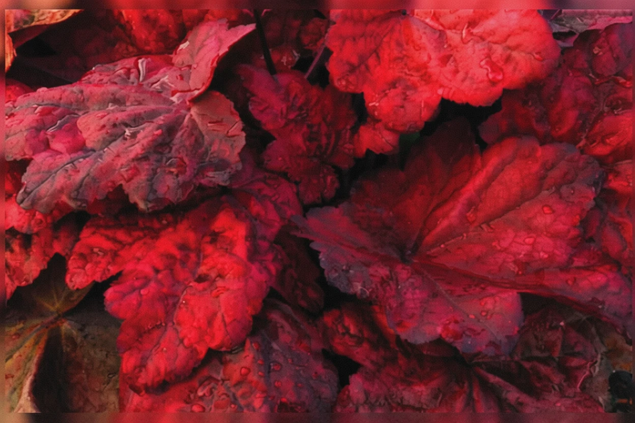 Гейхера Отумн Лівз