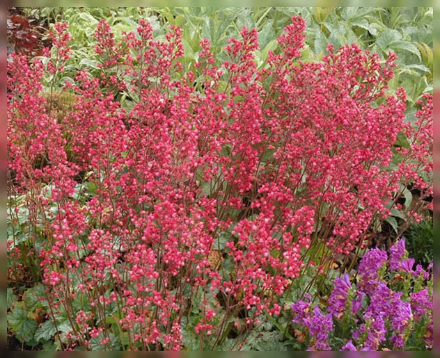 Гейхера Париж