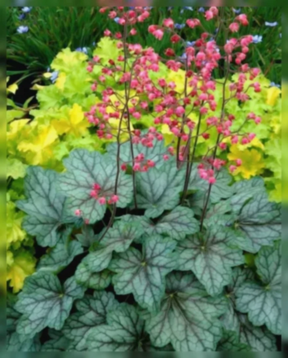 Гейхера Пеппермінт Спайс / Heuchera Peppermint Spice