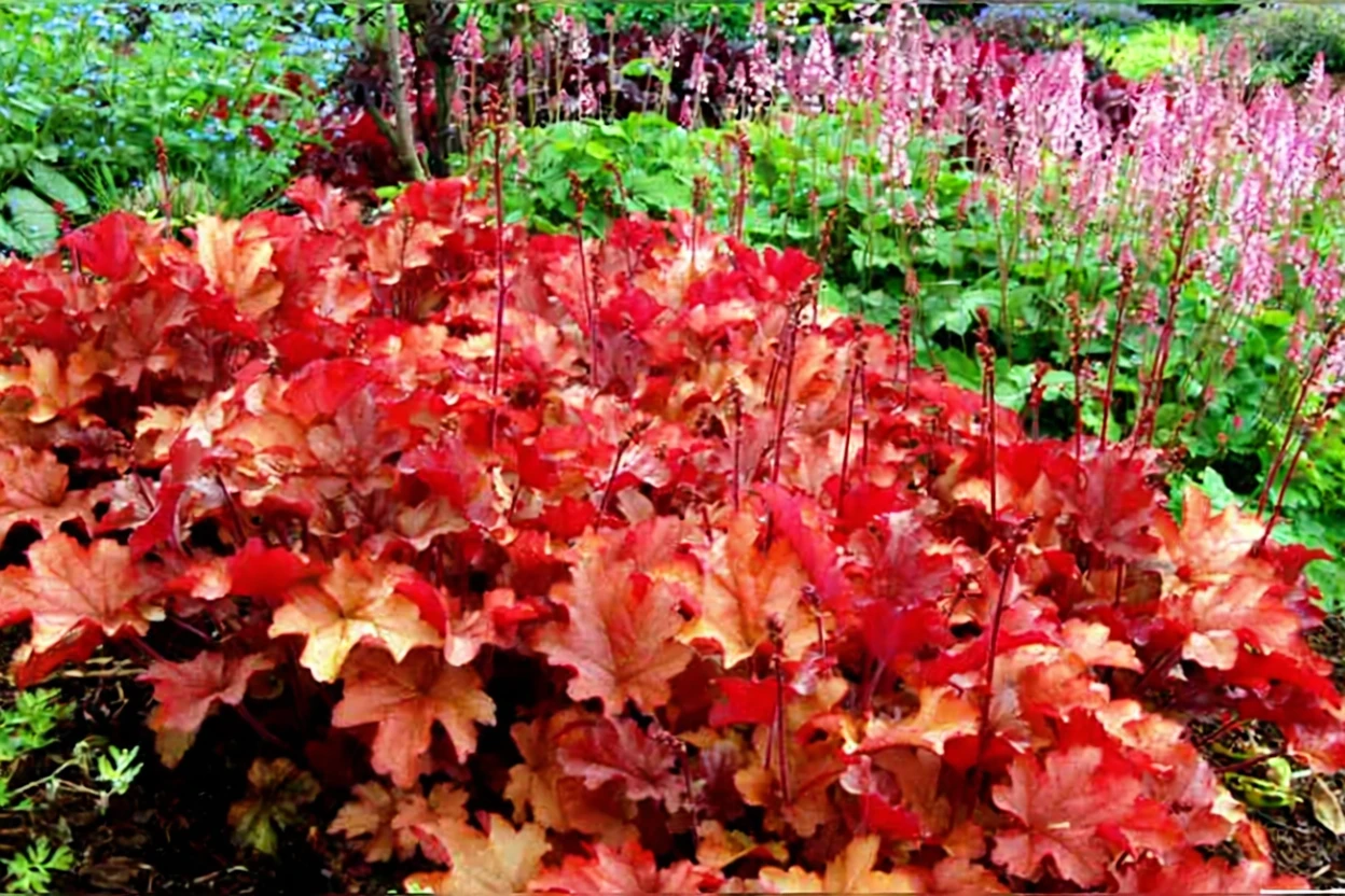 Гейхера Піч Фламбе