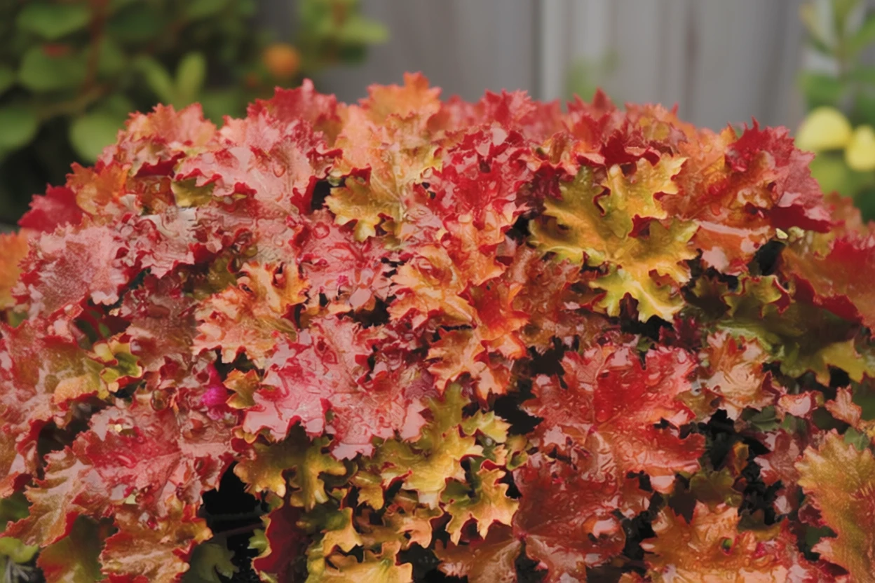 Гейхера Піч Крісп / Heuchera Peach Crisp