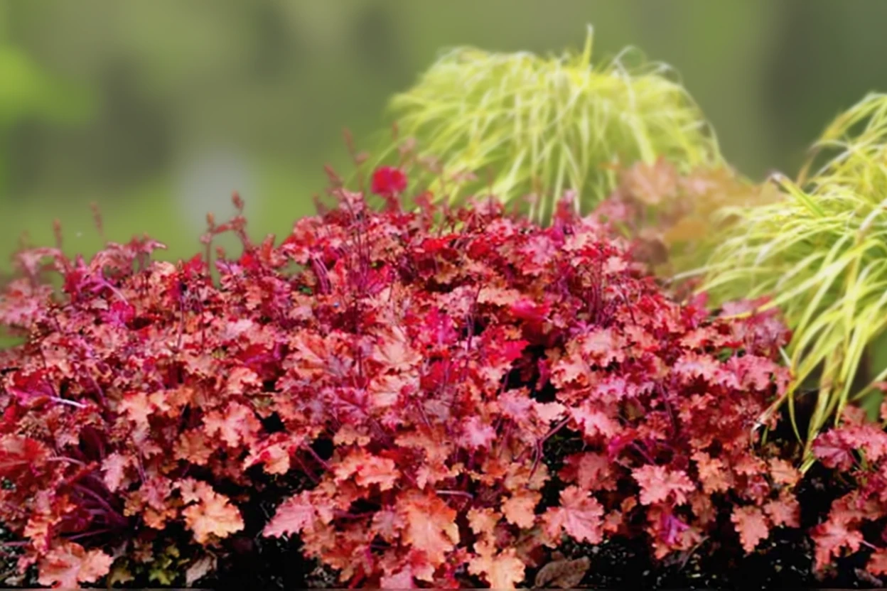 Гейхера Піч Крісп