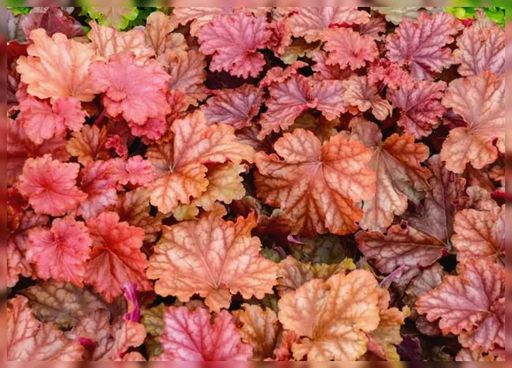 Гейхера Пічберрі Айс / Heuchera Peachberry Ice