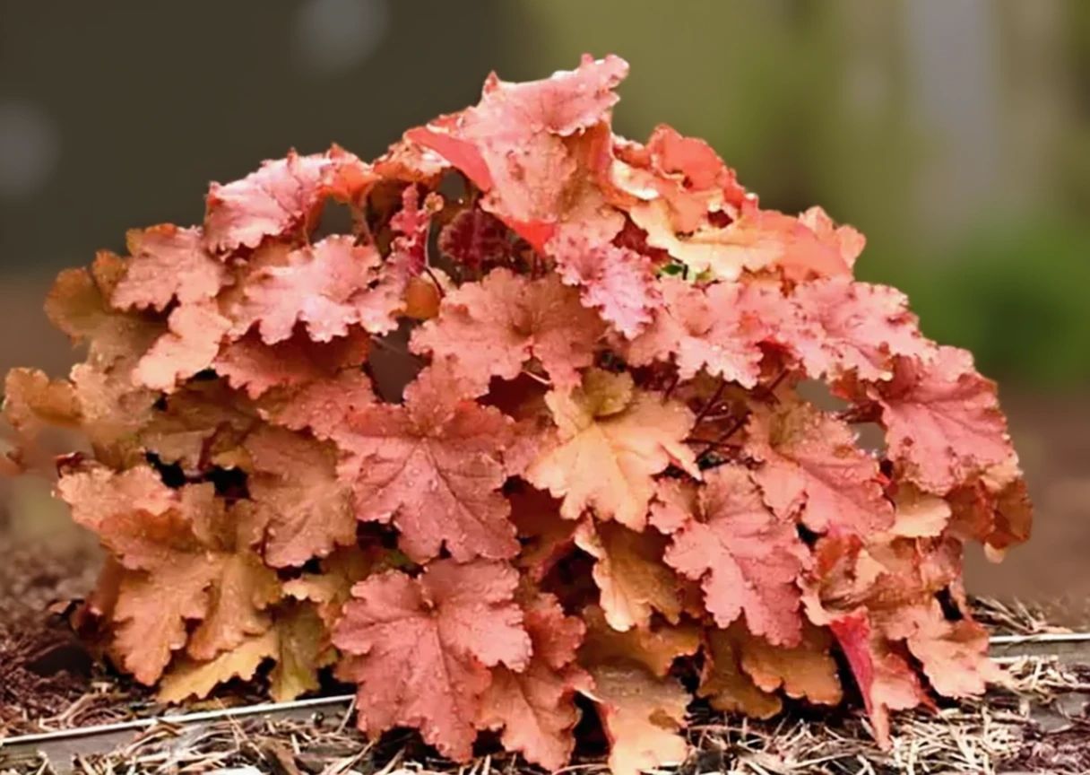 Гейхера Пічберрі Айс