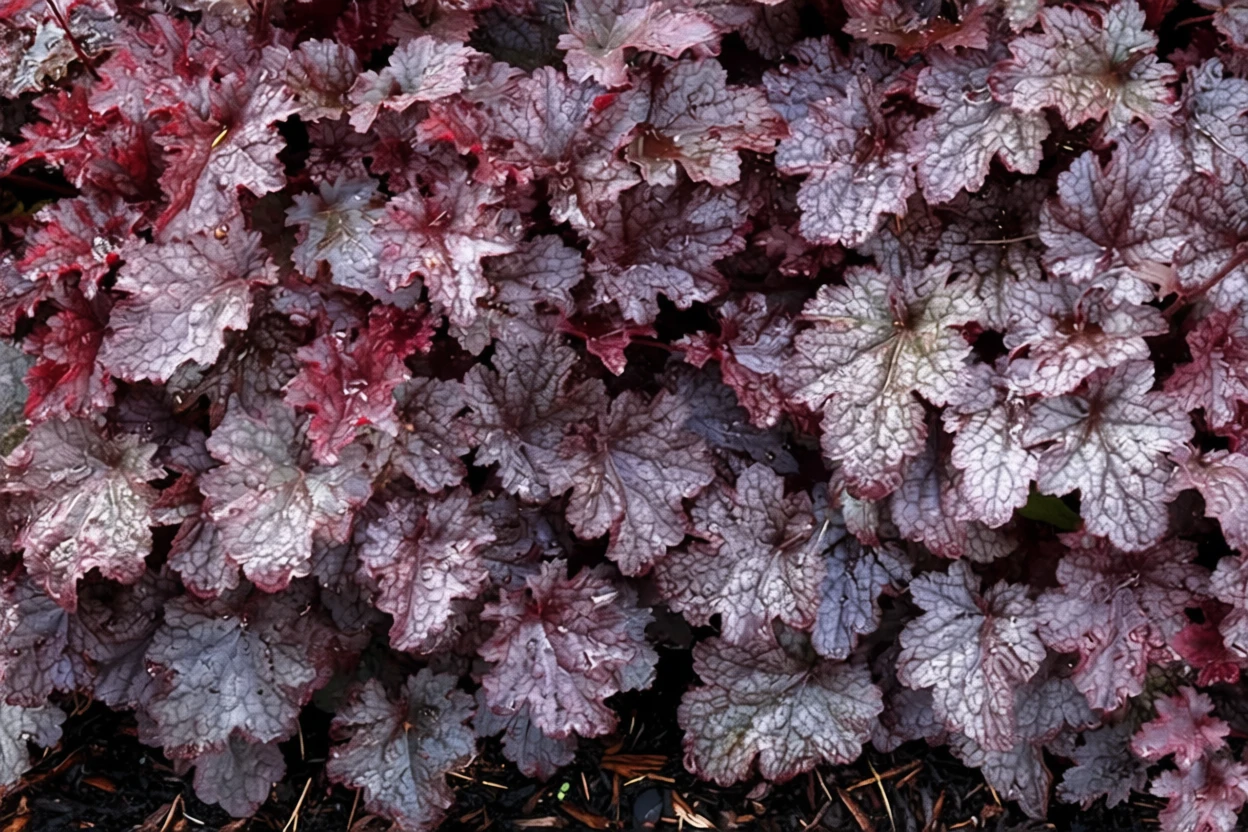 Гейхера Плам Пуддінг / Heuchera Plum Pudding