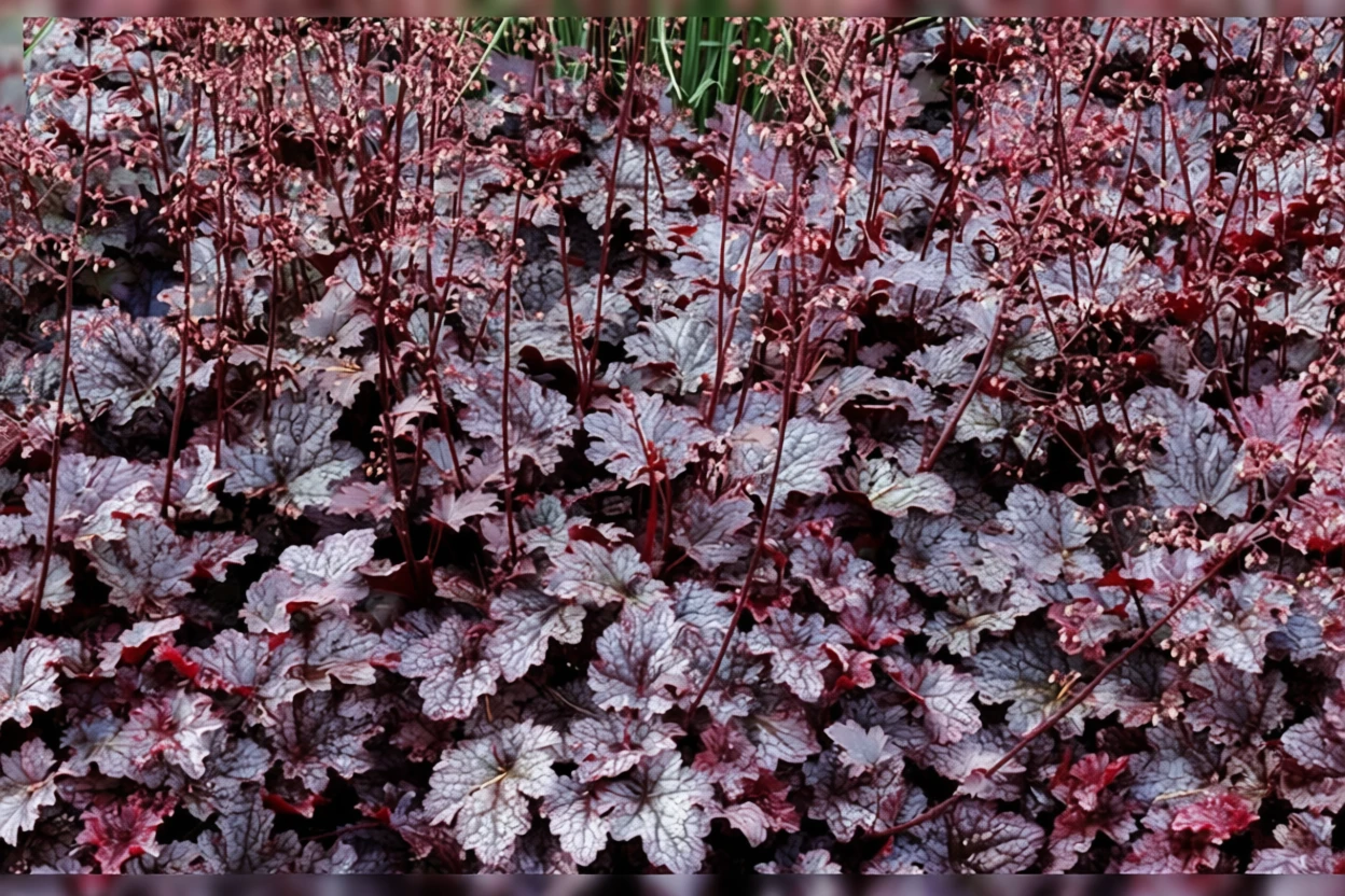 Гейхера Плам Пуддінг