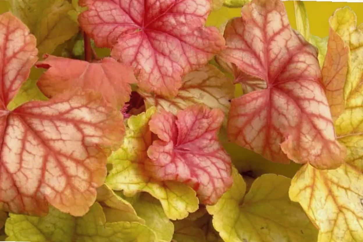 Гейхера Шампань / Heuchera Champagne